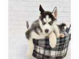 Siberian Husky Puppy for sale in Belleville, MI, USA