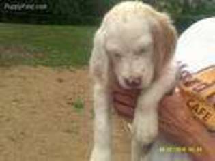 English Setter Puppy for sale in Solon, ME, USA