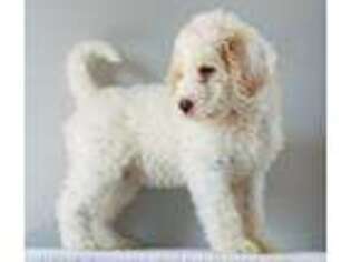 Labradoodle Puppy for sale in Blythe, GA, USA