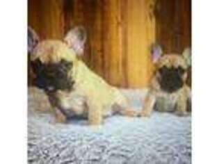 French Bulldog Puppy for sale in Holden, LA, USA