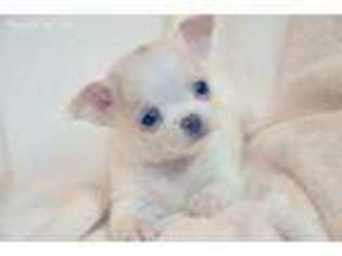 Chihuahua Puppy for sale in Unicoi, TN, USA