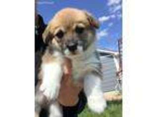 Pembroke Welsh Corgi Puppy for sale in Windsor, CO, USA