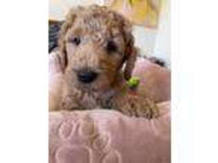 Goldendoodle Puppy for sale in Willits, CA, USA