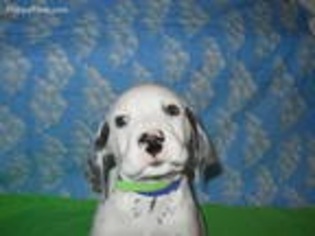 Dalmatian Puppy for sale in Rudy, AR, USA