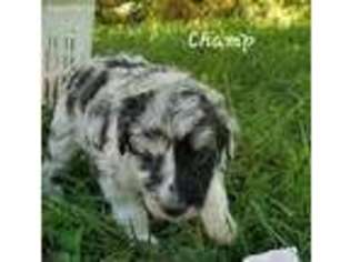 Mutt Puppy for sale in Oakboro, NC, USA