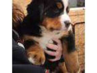 Bernese Mountain Dog Puppy for sale in Manchester, MI, USA