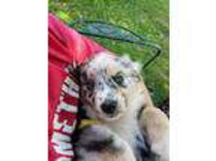 Australian Shepherd Puppy for sale in Blountsville, AL, USA
