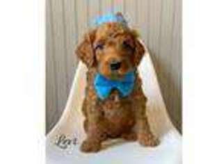 Goldendoodle Puppy for sale in State Road, NC, USA