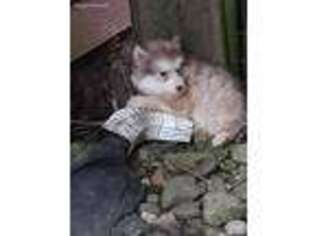 Alaskan Malamute Puppy for sale in West Sunbury, PA, USA
