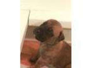 Mastiff Puppy for sale in Central Point, OR, USA
