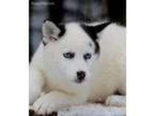 Alaskan Klee Kai Puppy for sale in Grand Rapids, MI, USA