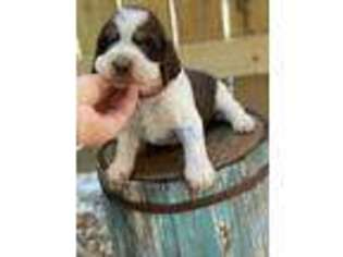 English Springer Spaniel Puppy for sale in Lyons, GA, USA