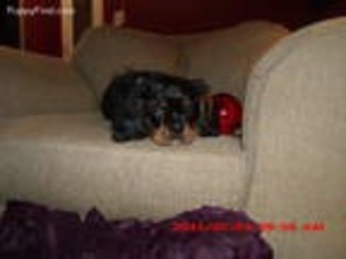 Cavalier King Charles Spaniel Puppy for sale in Scottsbluff, NE, USA