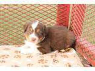 Australian Shepherd Puppy for sale in Mount Airy, NC, USA