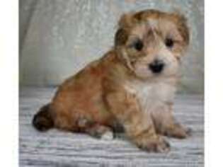 Mutt Puppy for sale in Downing, MO, USA