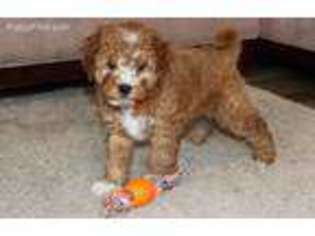 Cavapoo Puppy for sale in Amboy, IN, USA