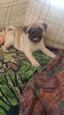 Pug Puppy for sale in Wausau, WI, USA