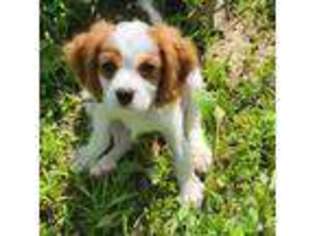 Cavalier King Charles Spaniel Puppy for sale in Coshocton, OH, USA