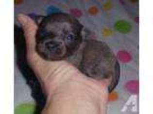 Mutt Puppy for sale in BOAZ, AL, USA