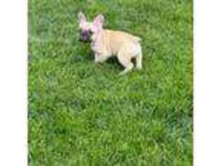 French Bulldog Puppy for sale in Pueblo, CO, USA
