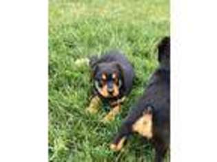Rottweiler Puppy for sale in Rancho Cucamonga, CA, USA