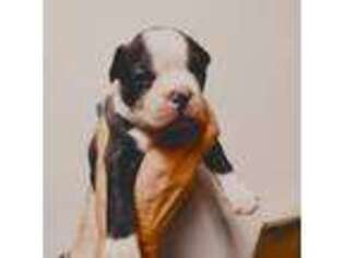 Boston Terrier Puppy for sale in Windham, CT, USA