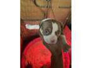 Mutt Puppy for sale in Gurnee, IL, USA