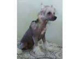 Chinese Crested Puppy for sale in Caro, MI, USA