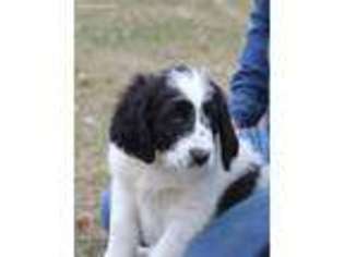 Saint Berdoodle Puppy for sale in Roseau, MN, USA
