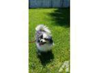 Pomeranian Puppy for sale in BEAUMONT, CA, USA