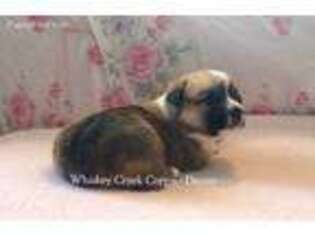 Pembroke Welsh Corgi Puppy for sale in Sterling, OK, USA