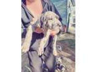 Great Dane Puppy for sale in Luray, VA, USA