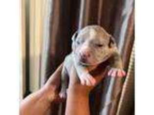 Mutt Puppy for sale in Blacksburg, VA, USA