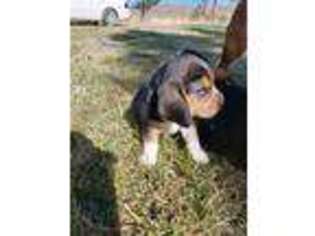 Beagle Puppy for sale in Nampa, ID, USA