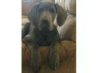 Great Dane Puppy for sale in Airville, PA, USA