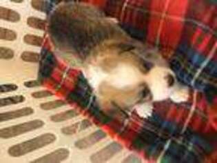 Pembroke Welsh Corgi Puppy for sale in Palestine, TX, USA