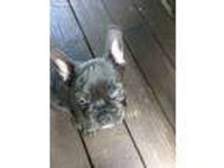 French Bulldog Puppy for sale in Lonaconing, MD, USA