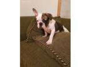 French Bulldog Puppy for sale in Lincolnshire, IL, USA