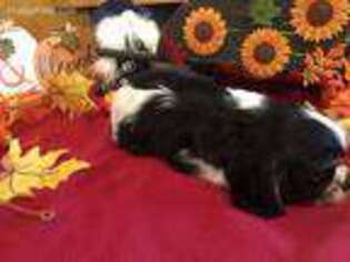 Cavalier King Charles Spaniel Puppy for sale in Fulton, KS, USA