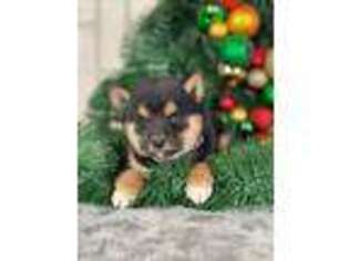 Shiba Inu Puppy for sale in Muskegon, MI, USA