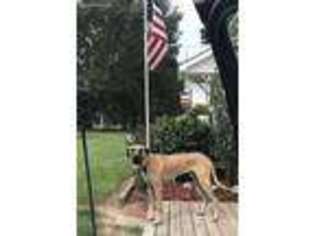 Great Dane Puppy for sale in Baton Rouge, LA, USA