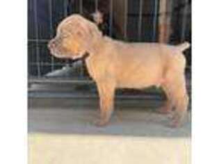 Cane Corso Puppy for sale in Lake Elsinore, CA, USA