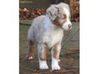 Australian Shepherd Puppy for sale in Smicksburg, PA, USA