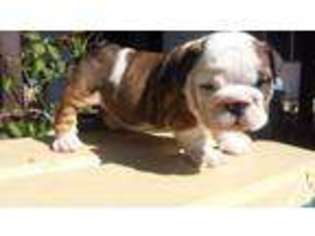 Bulldog Puppy for sale in ENCINO, CA, USA