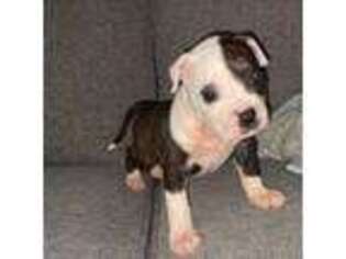 American Bulldog Puppy for sale in Apple Valley, CA, USA