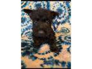 Scottish Terrier Puppy for sale in Phelan, CA, USA