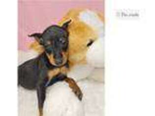 Miniature Pinscher Puppy for sale in Springfield, MO, USA