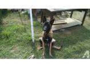 Belgian Malinois Puppy for sale in MIRA LOMA, CA, USA