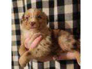 Miniature Australian Shepherd Puppy for sale in Mansfield, MA, USA