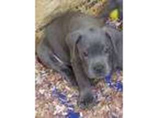 Cane Corso Puppy for sale in Sanford, NC, USA